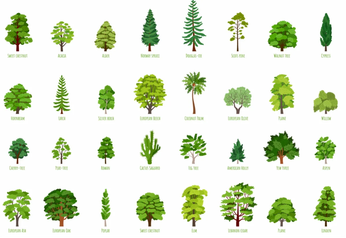 Grid of illustrated trees in rows, each with a species label (e.g., Sweet Chestnut, Acacia, Alder). Educational tree gallery view.