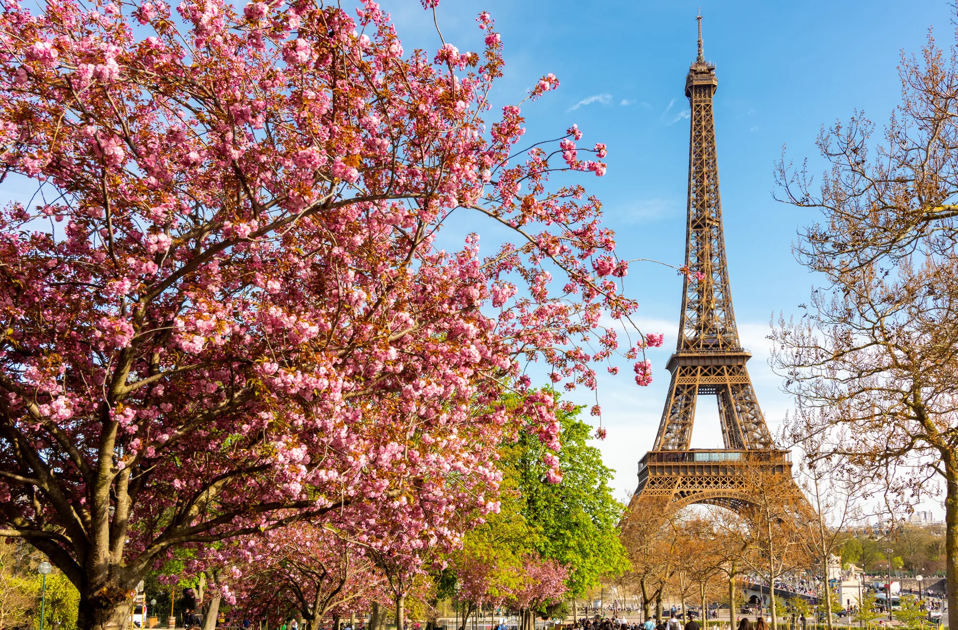 lnl | Axxcess Platform Cherry blossoms in full bloom frame the Eiffel Tower against a clear blue sky in Paris.
