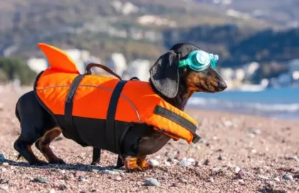 fds | Axxcess Platform Dachshund wearing a bright orange life jacket and aqua snorkel goggles on a pebbly beach, ready for a swim with the sea in the background.